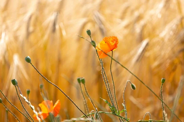 Närbild Röda Vallmo Blommor Och Kapslar Framför Gyllene Majs Spikar — Stockfoto