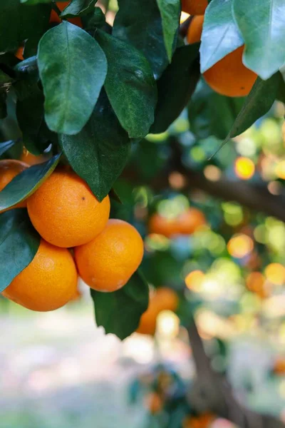 Închidere Verticală Fructelor Mandarine Atârnate Copac — Fotografie, imagine de stoc