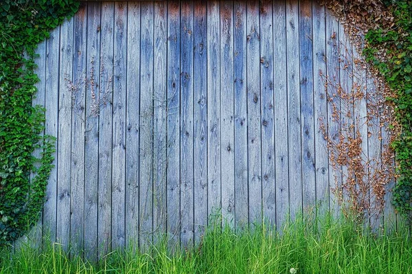 Tekstura Tła Drewnianego Panelu Zielonymi Roślinami Powierzchni — Zdjęcie stockowe