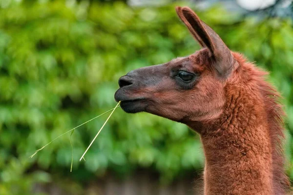 Foco Seletivo Llama Comer Hastes Uma Floresta — Fotografia de Stock