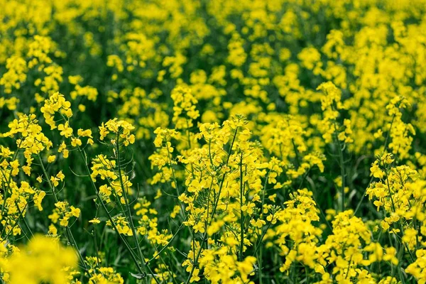 Campo Flores Colza Amarela Dia Ensolarado — Fotografia de Stock