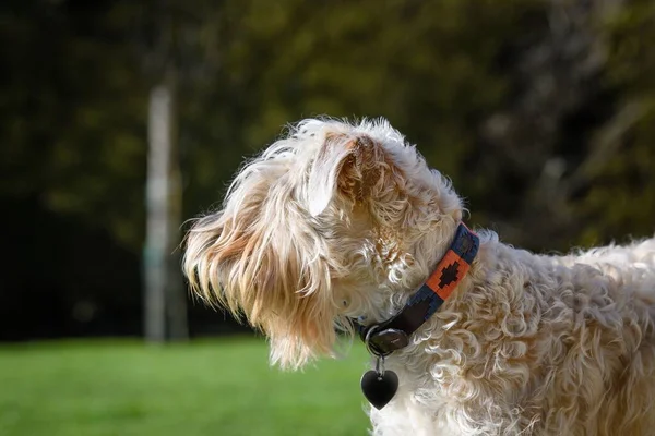 A closeup of a Soft-coated Wheaten Terrier from the side