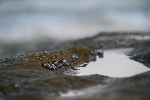 Fuoco Superficiale Piccole Conchiglie Sulla Sabbia — Foto Stock
