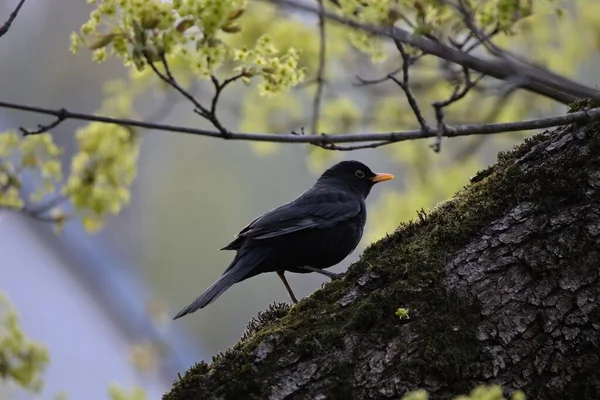 森の中の苔むした木の幹に美しい黒い鳥 — ストック写真