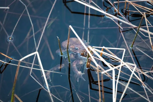 Крупный План Спаривания Лягушек Пруду — стоковое фото