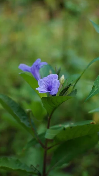 Una Flor Silvestre Púrpura Completamente Florecida Campo Sobre Fondo Borroso —  Fotos de Stock