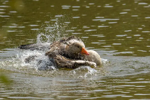 Detailní Záběr Divoké Zvěře Plavající Vodě — Stock fotografie