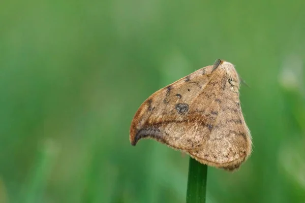 Closeup Brown Pebble Hook Tip Moth Drepana Falcataria Hanging Grass — ストック写真