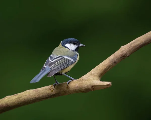 Closeup Shot Beautiful Great Tit Perched Branch — 图库照片