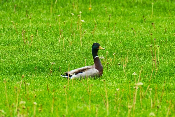 绿地里的一只鸭子 — 图库照片