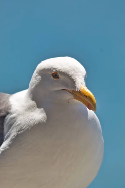 Vertikální Detailní Záběr Bílou Hlavu Racka Modrou Oblohou Pozadí — Stock fotografie