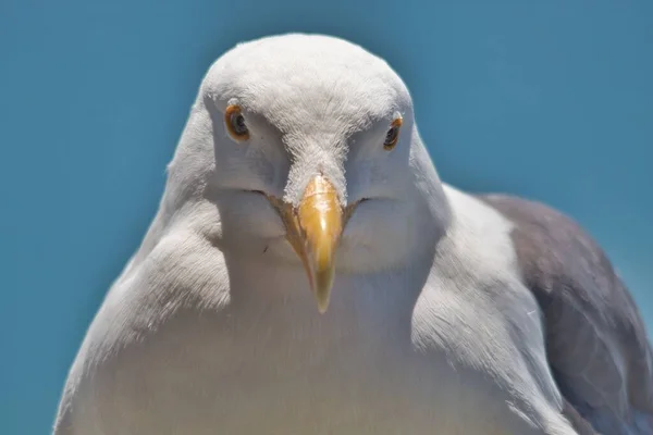 Close Shot White Seagull Head Blue Sky Backgrou — Stock Photo, Image