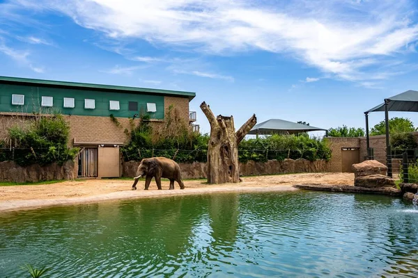 動物園の湖畔にある大きな茶色の象を食べる草 — ストック写真