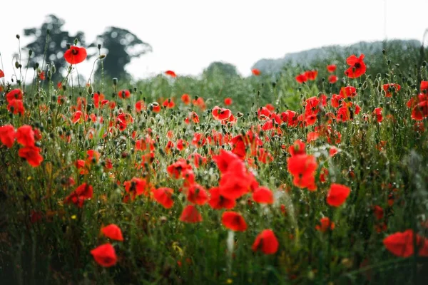 英国各地的风景区 有露珠的罂粟田 — 图库照片