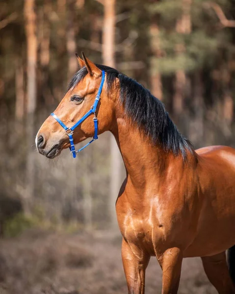 A portrait of a Bay Arabian gelding horse with a bridle in the forest with blur background