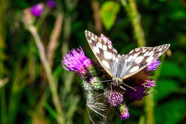 Een Blik Een Witte Vlinder Natuurlijke Habitat Kleurrijke Planten — Stockfoto