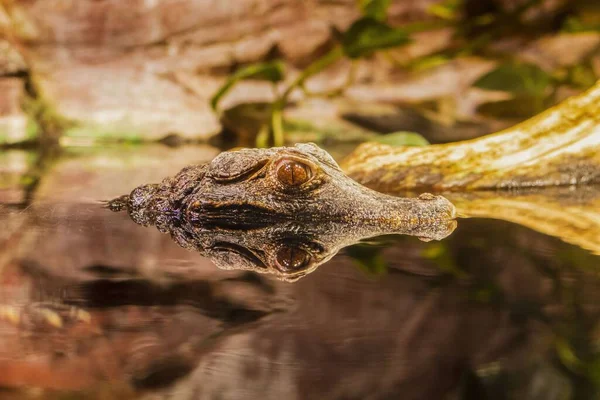 鳄鱼头溜出水面的特写镜头 — 图库照片