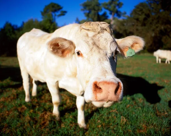 Крупный План Белой Коровы Джерси Стоящей Поле — стоковое фото
