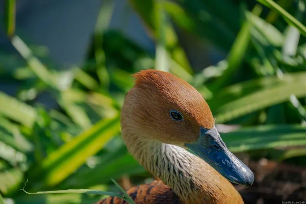 Primer Plano Una Cabeza Pato Silbante Con Fondo Borroso —  Fotos de Stock