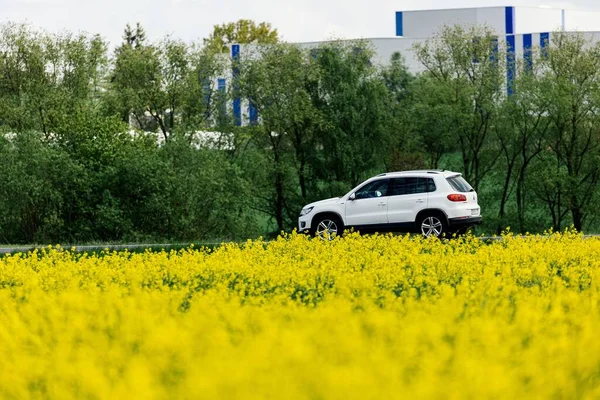 White Car Driving Road Passing Next Yellow Flowering Rapeseed Field — Stock Photo, Image