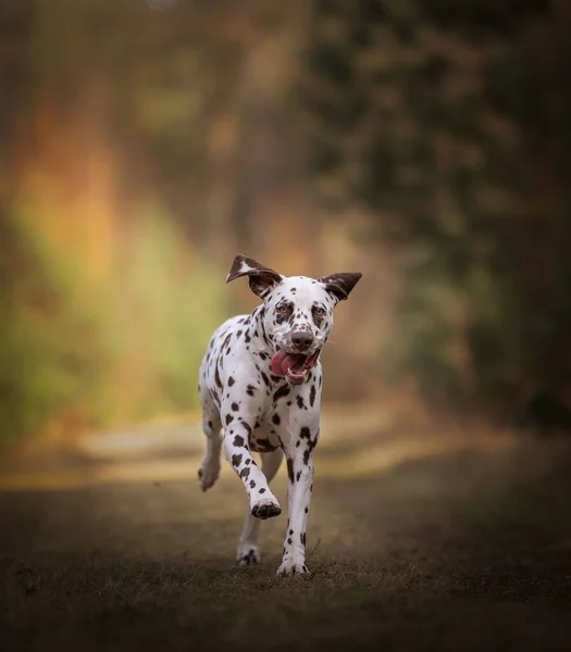 Zbliżenie Radosnego Psa Dalmatyńskiego Jesiennym Parku — Zdjęcie stockowe
