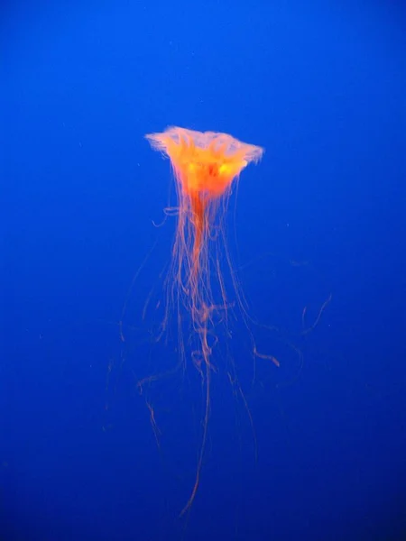 Krásné Sólo Zářící Medúzy Plavání Jasně Modré Vodě — Stock fotografie