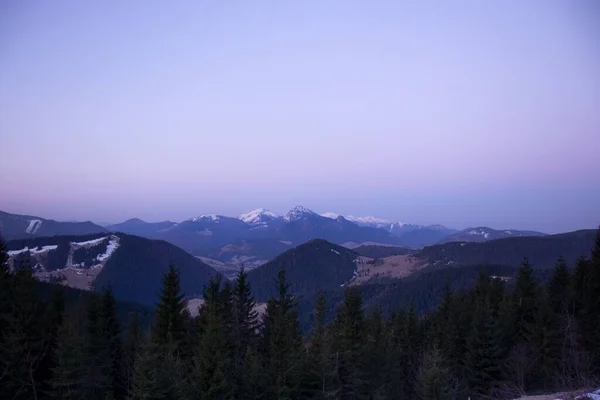 Een Sparrenbos Een Prachtig Beboste Bergketen — Stockfoto