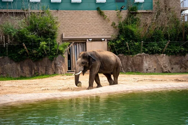 Ein Großer Brauner Elefant Frisst Trockenes Gras Einem Seeufer Einem — Stockfoto