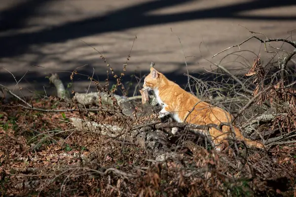 Turuncu Bir Tekir Kedi Düşmüş Ağaç Dallarının Üzerinden Bir Bahçeye — Stok fotoğraf
