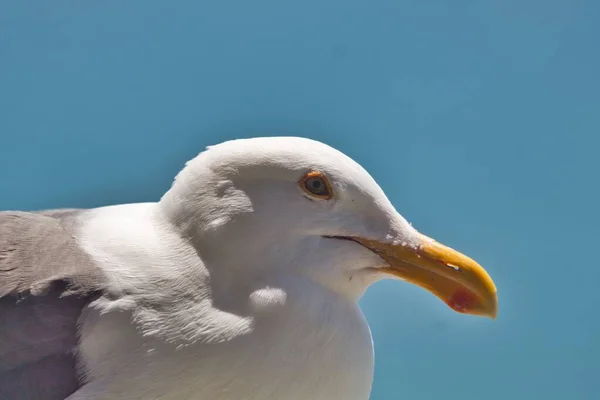 Primer Plano Una Cabeza Gaviota Blanca Con Fondo Azul Del —  Fotos de Stock