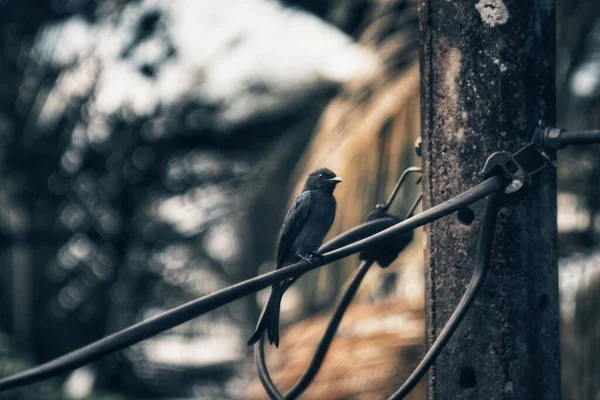 Krásný Záběr Červa Drát — Stock fotografie