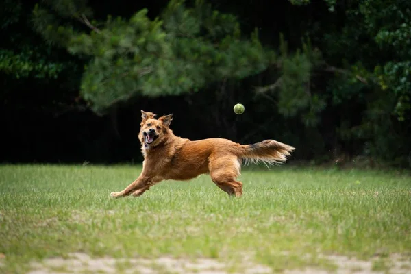 Krásný Hnědý Pes Hrající Psem Poli — Stock fotografie