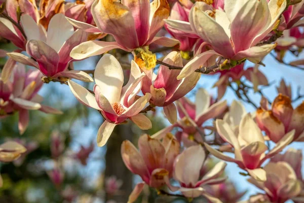 Piękny Widok Różowych Kwiatów Magnolii Rosnących Drzewie — Zdjęcie stockowe