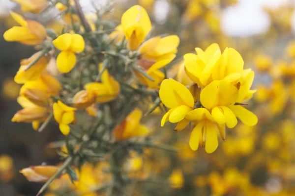Selektywny Ogniskowanie Żółte Gorse Kwiaty Parku — Zdjęcie stockowe