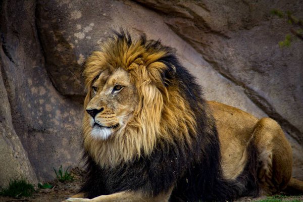 A closeup shot of a wild lion (Panthera leo) sitting near the rocks