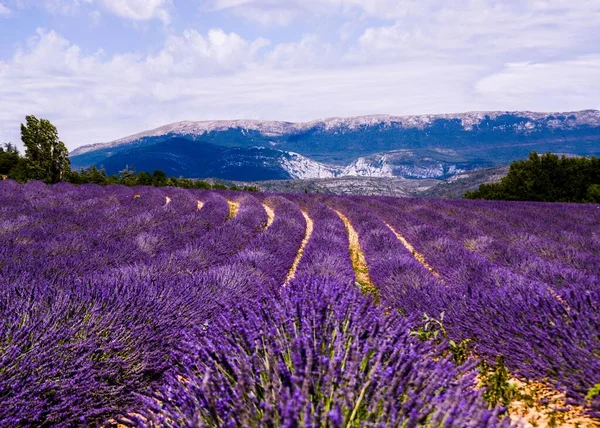 Lavender Indah Lapangan Dengan Skyline Dan Ungu Baris — Stok Foto