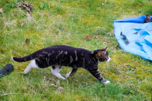 Eine Nahaufnahme Einer Gestreiften Katze Die Gras Spaziert — Stockfoto