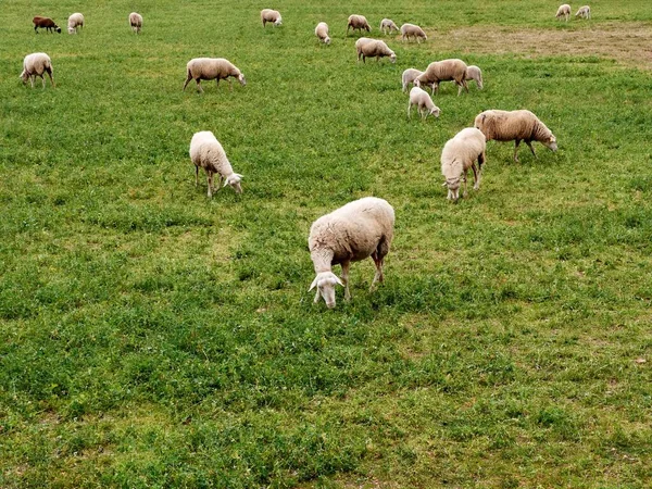 Troupeau Moutons Broutant Dans Champ Vert — Photo