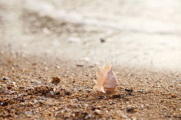 Tiro Foco Raso Uma Concha Mar Praia — Fotografia de Stock