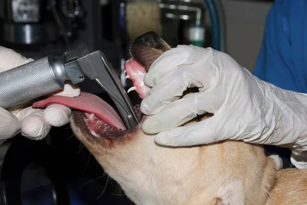 Uma Foto Perto Veterinário Colocando Tubo Endotraqueal Aérea Filhote Cachorro — Fotografia de Stock