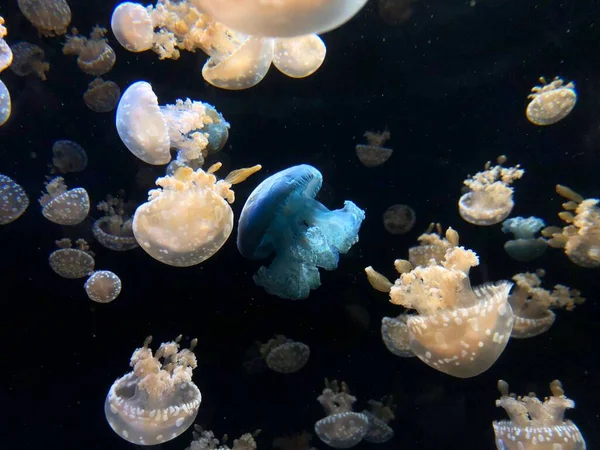 Une Odeur Méduses Nageant Dans Eau Claire Aquarium — Photo