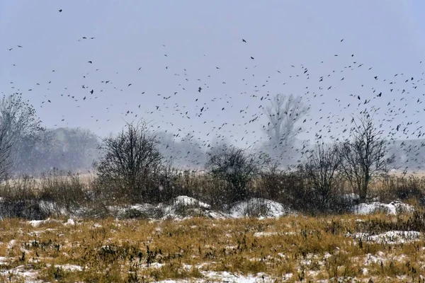 Uma Bela Vista Pássaros Voando Sobre Campo — Fotografia de Stock