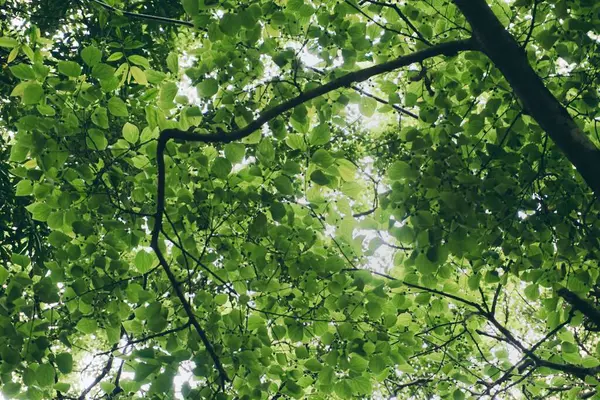 Снимок Дерева Маленькими Листьями — стоковое фото