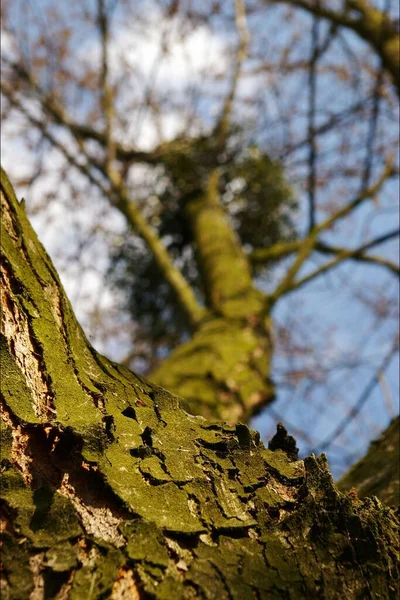 秋の青空の下で裸の苔で覆われた枝を持つ背の高い古い木の垂直低角度ショット — ストック写真