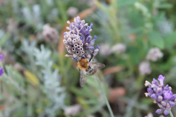 Zbliżenie Ujęcia Puszystego Trzmiela Zbierającego Pyłek Lawendy — Zdjęcie stockowe