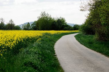 Bulutlu bir günde sarı kolza tohumu tarlasında bir yol