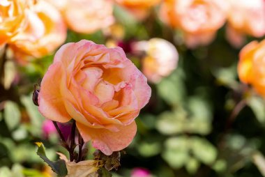 Arkaplanı bulanık olan kayısı tamamen çiçek açmış.