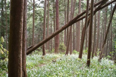 Beyaz çiçekli güneşli orman