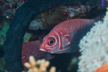 Bir mercanın yanında saklanan bir asker balığının yakın çekimi.