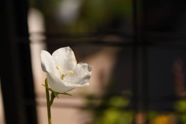 Botanik bahçesindeki beyaz bir çan çiçeğinin (Campanula) yakın çekimi.